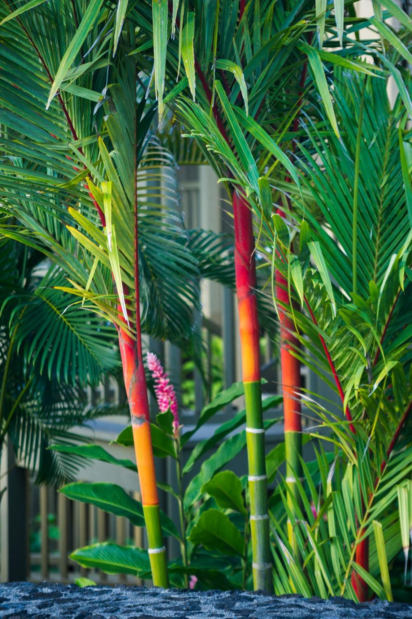 Hana Kai Maui - #106 Kuakahi Partial Oceanview Studio Екстер'єр фото